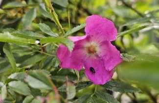Afbeelding Glansroos - Rosa nitida
