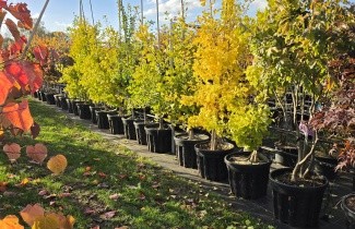 Afbeelding Japanse Notenboom 'Blagon' - Ginkgo biloba fastigiata 'Blagon'