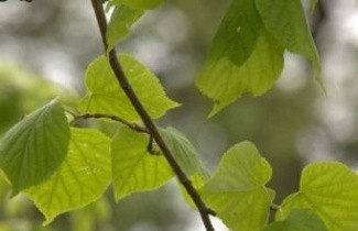 Afbeelding Zomerlinde, spil - Tilia platyphyllos