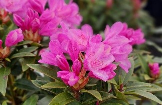 Afbeelding Rododendron 'Graziella' - Rhododendron ponticum 'Graziella'