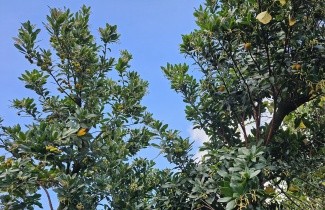Afbeelding Aardbeiboom - Arbutus unedo