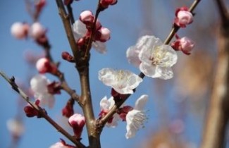 Afbeelding Abrikoos 'Hongaarse' - Prunus armeniaca 'Hongaarse'