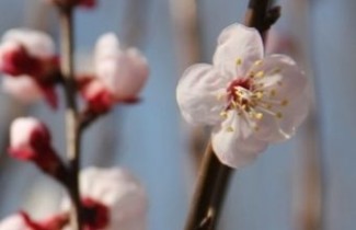 Afbeelding Abrikoos 'Moorpark' - Prunus armeniaca 'Moorpark'