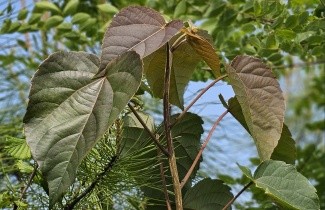 Afbeelding Oranjekers - Idesia Polycarpa