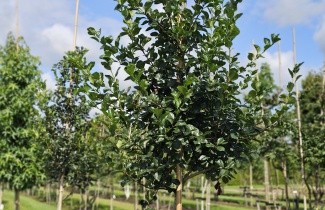 Afbeelding Pruimbladige Meidoorn - Crataegus persimilis 'Splendens'