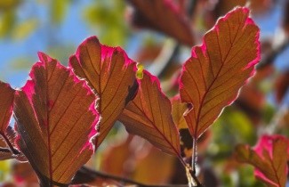 Afbeelding Bonte rode beuk - Fagus sylvatica 'Purpurea Tricolor'