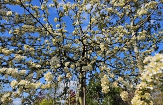 Afbeelding Sierappeltje dwergvorm hoogstam - Malus Toringo 'Tina