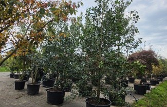 Afbeelding Amerikaanse hulst - Ilex 'Nellie R. Stevens'