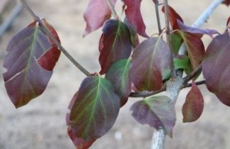 Afbeelding kardinaalsmuts 'Indian Summer' - Euonymus hamiltonianus 'Indian Summer'