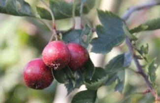 Afbeelding Meidoorn 'Big Golden Star' - Crataegus pinnatifida 'Big Golden Star'
