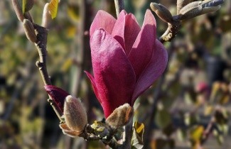 Afbeelding Magnolia 'March Till Frost' - Magnolia 'March Till Frost'