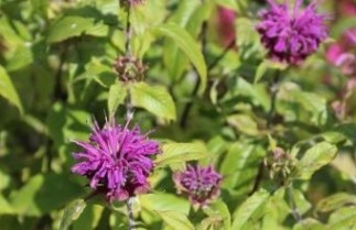 Afbeelding Bergamot 'Prarienacht' - Monarda 'Prarienacht'