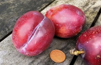 Afbeelding Pruim 'Jubileum' - Prunus domestica 'Jubileum'