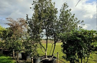 Afbeelding Steeneik - Quercus ilex