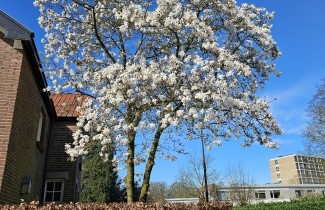 Afbeelding Magnolia Kobus - Magnolia kobus
