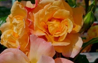 Afbeelding Klimroos 'Moonlight' - Rosa (H) 'Moonlight'