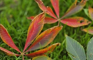 Afbeelding Kastanjeboom met rode herfstkleuren - Aesculus x Arnoldiana 'Autumn Splendor'