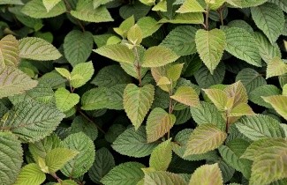 Afbeelding Japanse Sneeuwbal 'Grandiflorum' - Viburnum plicatum 'Grandiflorum'