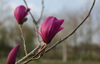 Afbeelding Magnolia 'Spectrum' - Magnolia 'Spectrum'