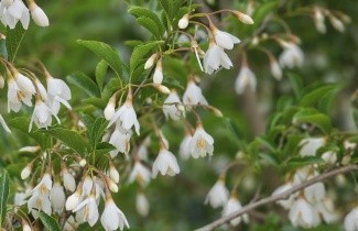 Afbeelding Storaxboom japonicus - Styrax japonicus