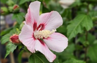 Afbeelding Altheastruik  'Hamabo' - Hibiscus syriacus 'Hamabo'