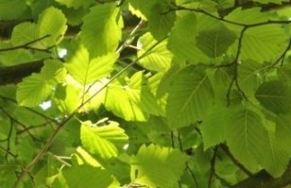 Afbeelding Witte els - Alnus incana
