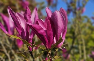 Afbeelding Magnolia 'Susan' - Magnolia 'Susan'