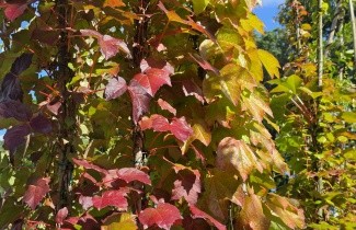 Afbeelding Oosterse wingerd 'Veitchii' - Parthenocissus tricuspidata 'Veitchii'