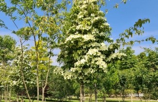 Afbeelding Japanse kornoelje var chinensis - Cornus kousa var chinensis- hoogstam