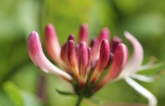Afbeelding Kamperfoelie 'Belgica Select' - Lonicera periclymenum 'Belgica Select'