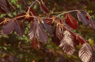 Afbeelding Rode Beuk 'Atropunicea' - Fagus sylvatica 'Atropunicea'
