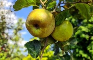 Afbeelding Appel 'Reinette Grise' - Malus domestica 'Reinette Grise'