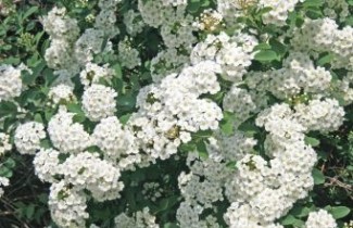 Afbeelding Spierstruik 'vanhouttei' - Spiraea x vanhouttei