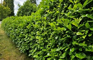 Afbeelding Laurierkers - Prunus laurocerasus 'Rotundifolia'