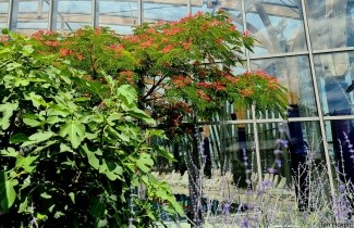 Afbeelding Perzische Slaapboom - Albizia julibrissin