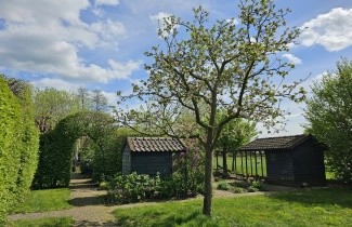 Afbeelding Appel 'Notaris' - Malus domestica 'Notarisappel'