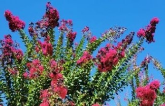 Afbeelding Lagerstroemia indica 'Coccinea' - Lagerstroemia indica 'Coccinea'