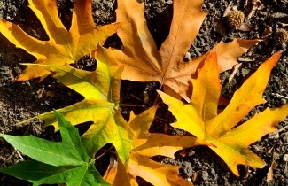 Afbeelding Oosterse plataan - Platanus orientalis