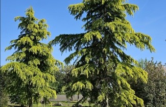 Afbeelding Himalayaceder 'Aurea' - Cedrus deodara 'Aurea'