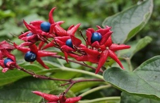 Afbeelding Kansenboom - Clerodendrum trichotomum