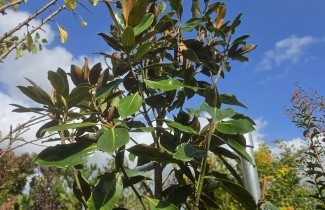 Afbeelding Bladhoudende dwergvorm magnolia. - Magnolia grandiflora 'Little Gem'