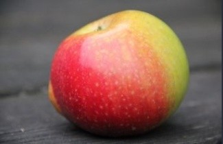 Afbeelding Appel 'Alkmene' - Malus domestica 'Alkmene'