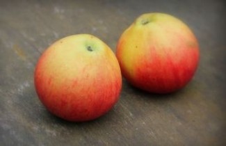 Afbeelding Appel "Pinova"  - Malus domestica 'Pinova'
