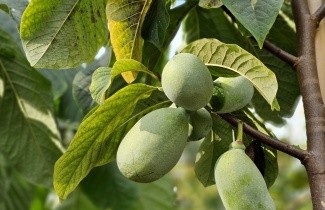 Afbeelding Pawpaw Boom - Asimina triloba