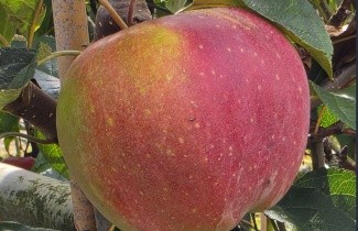 Afbeelding Appel 'Gloster' - Malus domestica 'Gloster'