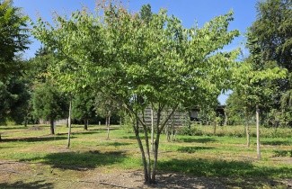 Afbeelding Japanse Zelkova - Zelkova serrata