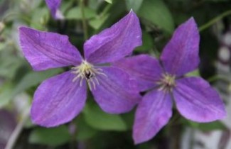 Afbeelding Bosrank 'SoMany® Blue Flowers' PBR - Clematis 'SoMany® Blue Flowers' PBR