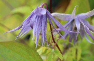 Afbeelding Bosrank 'Spiky' - Clematis 'Spiky'