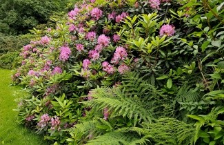 Afbeelding Bosrhododendron 'Roseum' - Rhododendron ponticum 'Roseum'