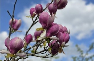 Afbeelding Magnolia 'Lennei' - Magnolia soulangeana 'Lennei'
